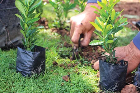 hands in the soil planting trees